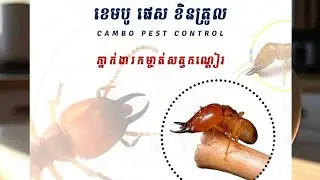 Anti-Termite Service of Cambo Pest Control Service