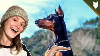 WHY ARE DOBERMAN CROPPED AND DOCKED?