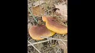 Гриб рядовка и рядовка желтая