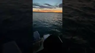 Change of Light fish on the chew!