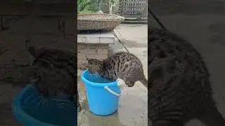 look at me#kitten #kitty #pets #cat #cat #cat #catlover #kittycat #shorts