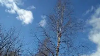 Ф. Тютчев. ВЕСНА. Актуально! 
