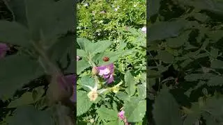 Зацвёл шиповник! #shorts