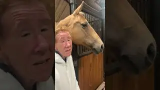 UPDATE Madonna ♥️#horse #horses #shorts