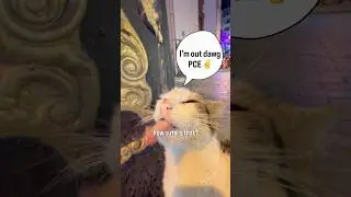 This cat can communicate what he wants better than som humans 😌