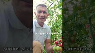ПОМИДОРНОЕ ЛЕТО НАЧИНАЕТСЯ ! #садыроссии #дача #помидоры #томаты #shorts