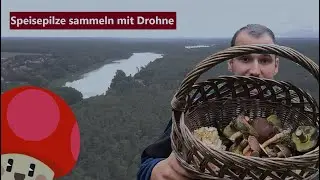 Speisepilze sammeln im September 2021 | Luftaufnahme | Pilze 2021 | Den Pilzen auf der Spur