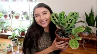 Maranta Full Plant Care Guide + Propagation