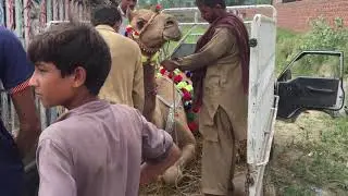 Beautiful Camel Uploading