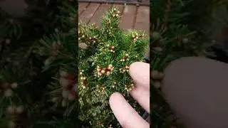 Ель обыкновенная Барри.