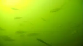 Dojransko Ezero Crvenoperki