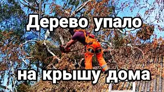 ⛔Аварийное дерево упало на крышу дома⛔ ✅Профессиональный спил дерева✅ #logger #lumberjacks #chainsaw