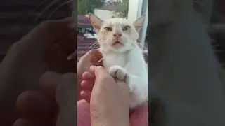 manja nya #cat #kucingabuabuyanglucu #babyanimal #catlover #bayikucinglucu