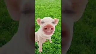 puerco araña