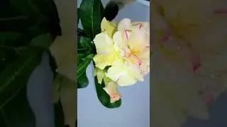 Адениум сорт TWEETY