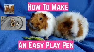 How To Make An Easy/Cheap Guinea Pig Play Pen/Run Indoors
