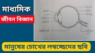 Madhyamik exam | How to Draw Human Eye Diagram Easily | মানুষের চোখের লম্বচ্ছেদের ছবি