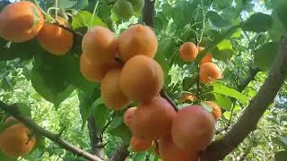 New!!! NGA151 apricot Ilona. (США) Крутезний комерційний абрикос сорт Ілона. 2024 рік