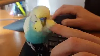 Sleepy Budgie Loves Pets - Syrup the Budgie