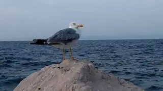 Чайка.