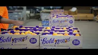 Freshmax Fresh Produce Marketing: Gold Nugget and Leon Caccaviello