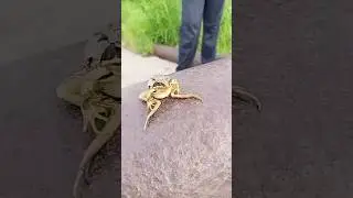 на чиле на расслабоне #shorts #edit