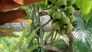 Abelha verde