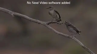 Neat Video Noise Reduction Comparison — Raw vs Denoised Slow-Motion Footage