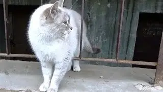 Бездомная кошка.Бэлла