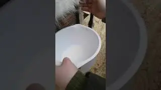 Первая дойка козы на новом станке
