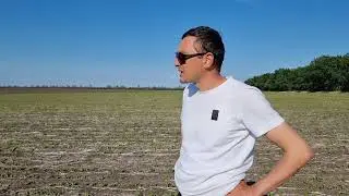 Соя входи сіяна сівалкою січ 6про