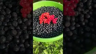 Черноплодка и виноград в Подмосковье