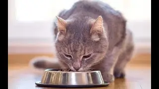 Кошку рвёт. Причина рвоты у кошки - язвенная гастропатия.