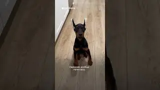 В каких странах запрещено купирование частей тела собак? 