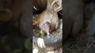 Ждал меня сюрприз под уткой 🐣