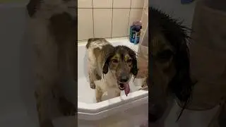 Попу мыть нужно каждый день 