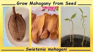 Grow Mahogany Tree from Seeds (Swietenia mahogani)