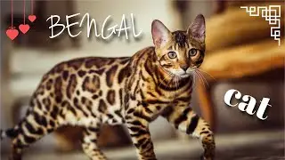 Байки от хозяйки #2 | Почему выбрали бенгальскую породу кота? Стоимость в РБ