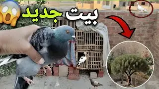 أول يوم ف البيت الجديد مع الحمام😍🏚️ شوف حصل إيه!! 😱🔥