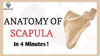 Scapula Anatomy ( Shoulder blade )