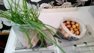 Посадка лука на зелень в пакет