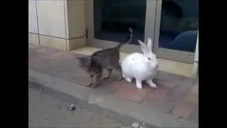 Rabbit and kitty in love
