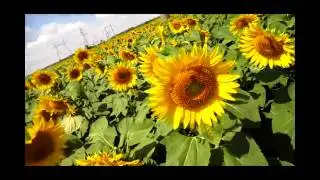 Замена электроопоры и уничтоженный подсолнечник/август 2016