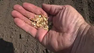 Как я сею пастернак