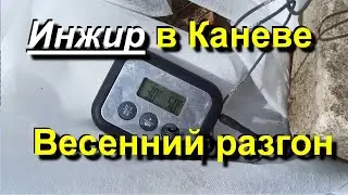Инжир в Каневе. Первая теплица готова. 2024 04 08