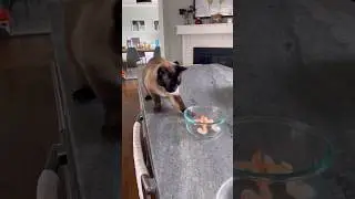 Cat Eats Half-Frozen Shrimp