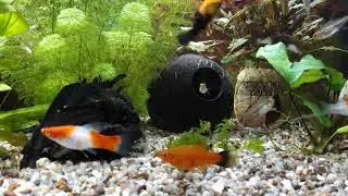 Swordtail fry in my aquarium.