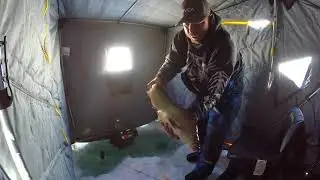 SMASHING Lake Simcoe whitefish!