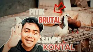 PIYIK BRUTAL SAMPE  MENTAL 🤣
