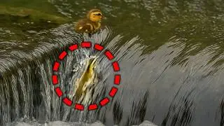 A duckling in danger! Mother refuses to abandon baby & jumps down to help.